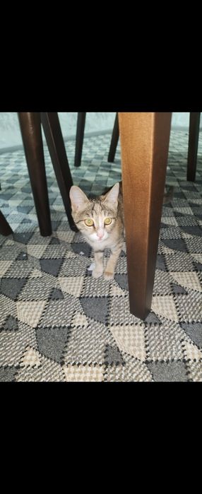 Мушук бепул берилади