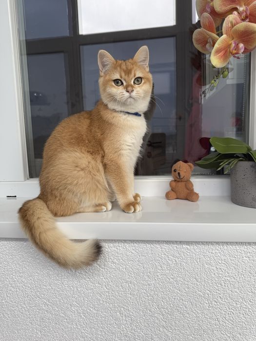 British shorthair