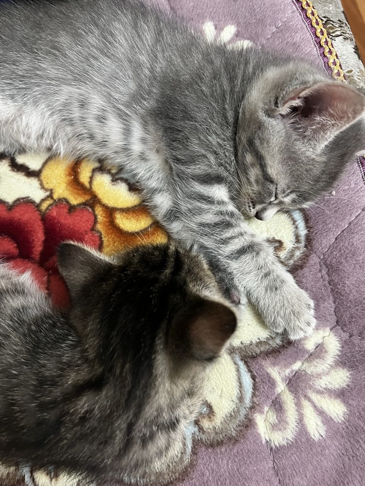 Котенок в дар девочка
