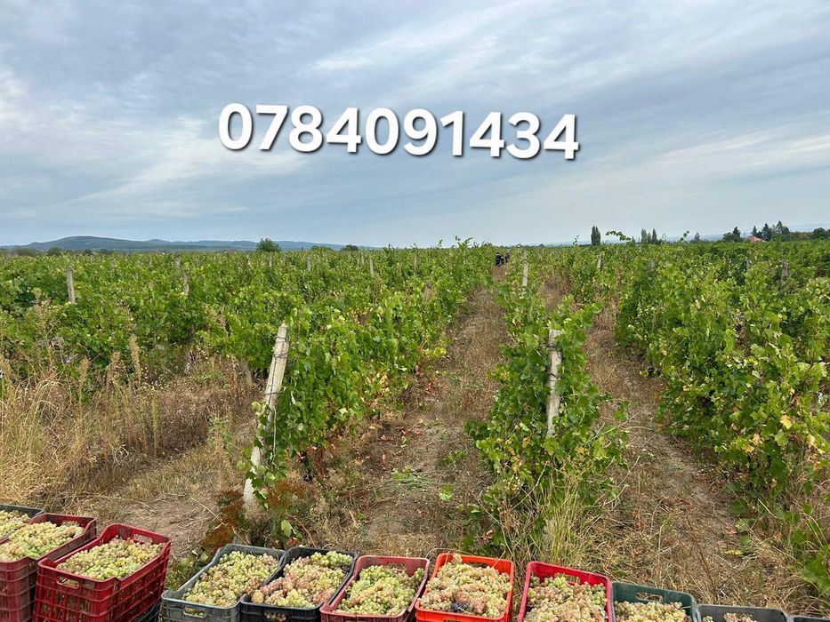 Struguri pentru vin producție 2025