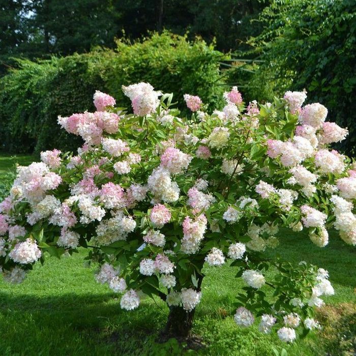 Hortensi de Tip Pomisor (10 Culori Disponibile )