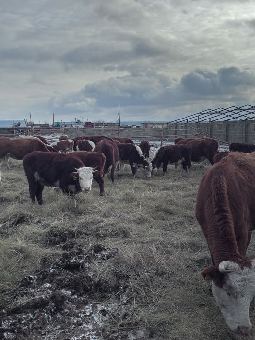 Продам коров белоголовый