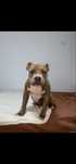 American Bully cu pedigre ABKC
