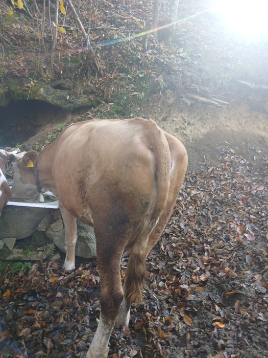 Vând vacă cu vițea