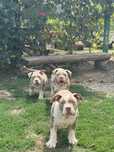 American bully pocket .