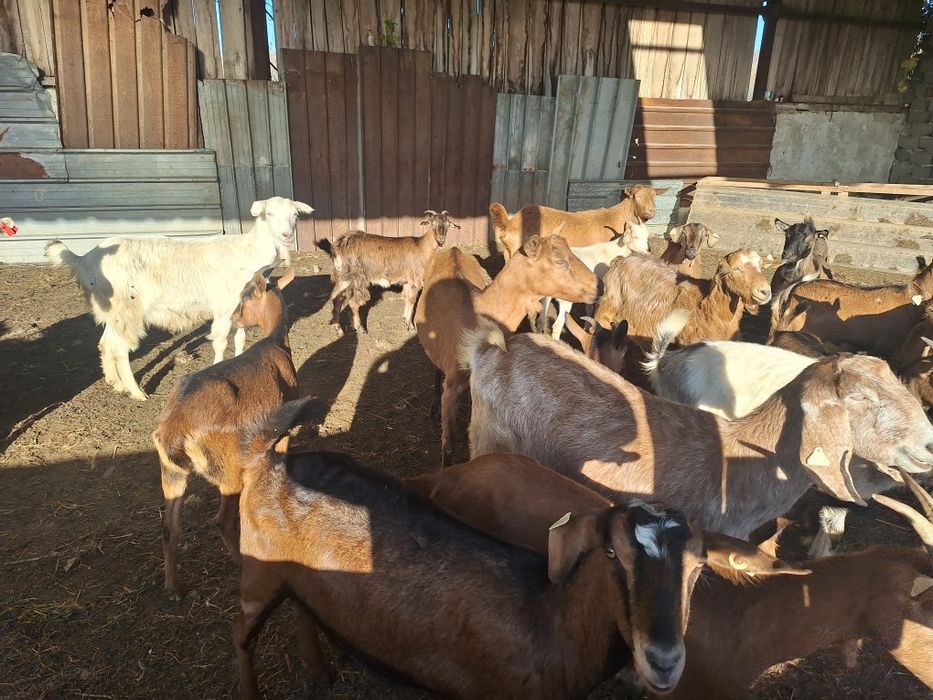Capre schimb cu cai de pădure