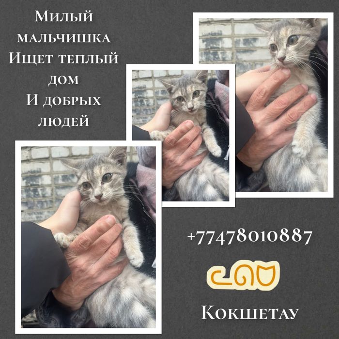 Котенок в добрые руки