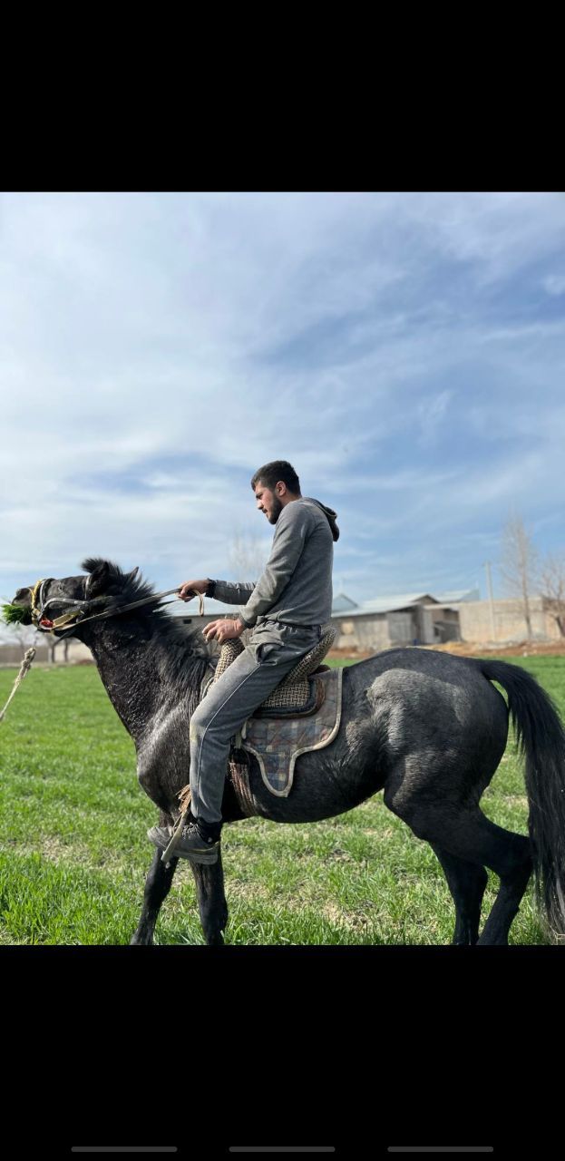 Toy sotiladi 13aprel 2yoshar buladi