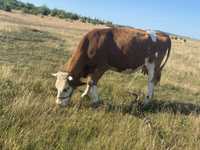 Vaca baltata romaneasca la a3 fatare