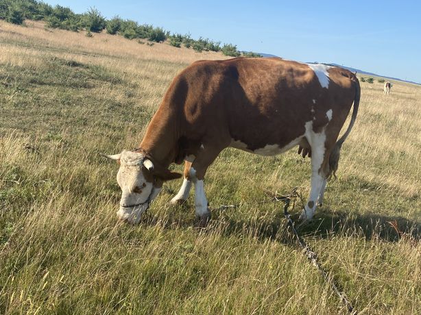 Vaca baltata romaneasca la a3 fatare