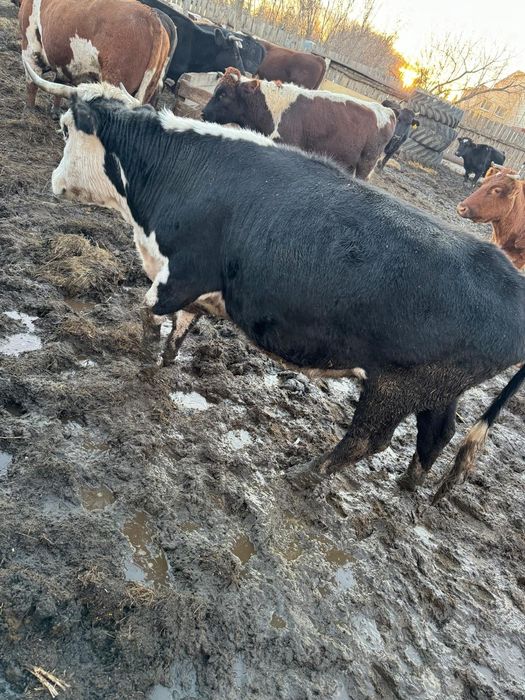 Продам стельную корову