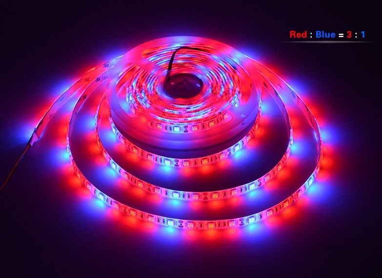 Фито диодна led лента за бърз растеж SMD 5050  12V 60led/m