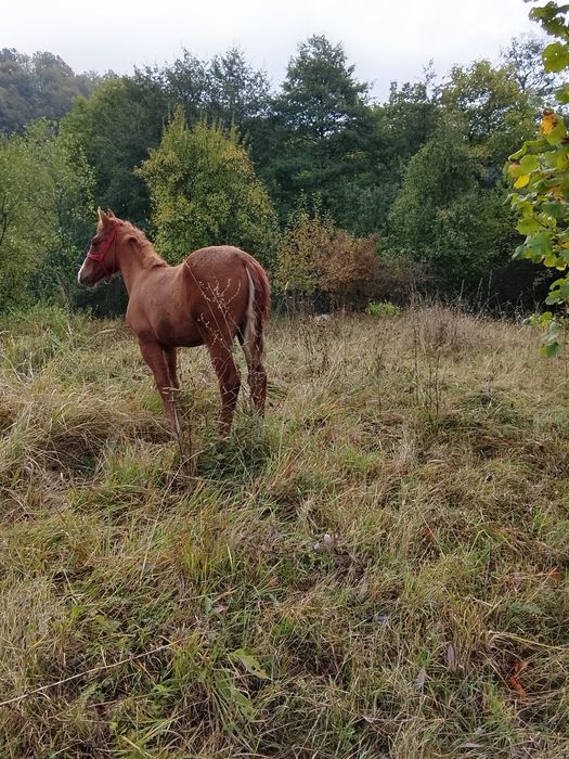 Mânz , vârsta 6 luni