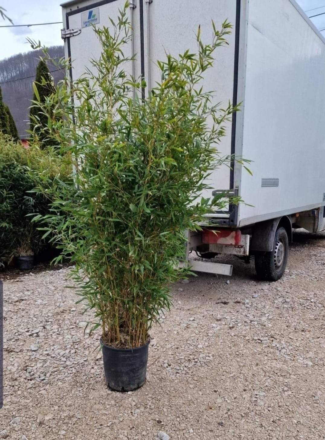 Plante ornamentale la prețuri de producător :
- tuia smaragd
- tuia co