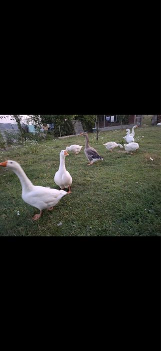 Vand gaste tinere sunt foarte mari