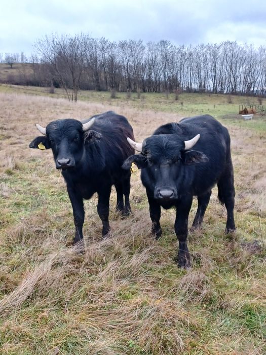 Vițel bivol de vânzare!