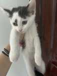 Dau spre adoptie pisica de rasa