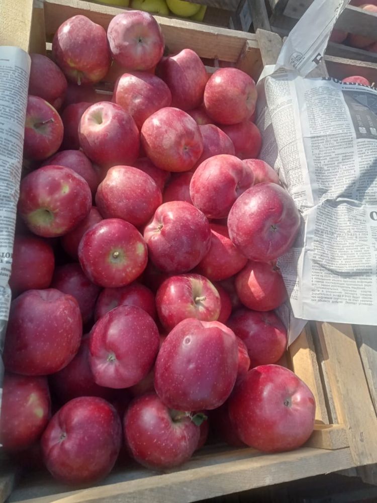 Продам  яблоки оптом