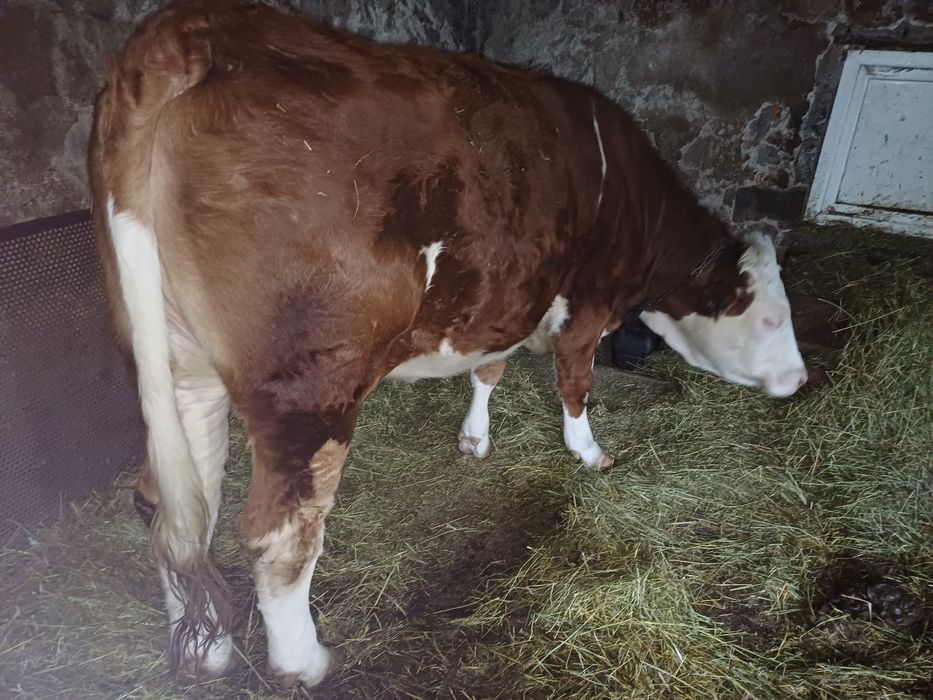 Vînd junincă la prima fătare  ,detalii  în privat .