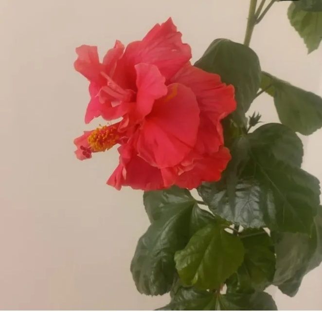 Гибискус или китайская роза