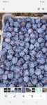 Vand prune de tuica