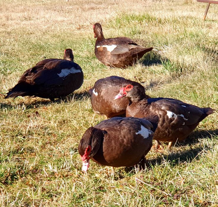 Cocosi pitici  Phoenix,  Porumbei voltați  (curcani) si rațe leșesti