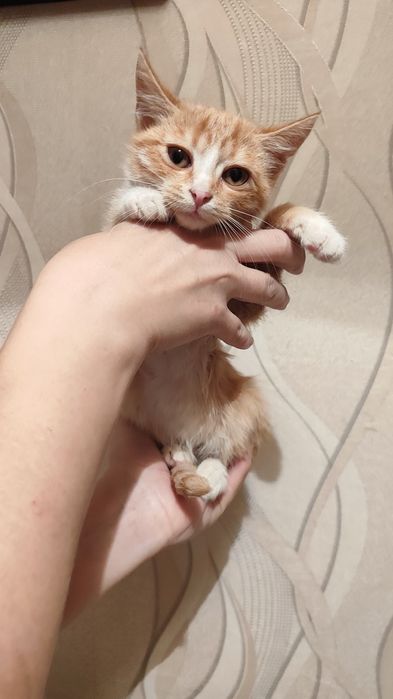 Отдам котёнка в добрые руки