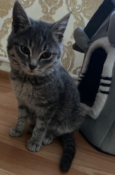 Отдам котёнка бесплатно