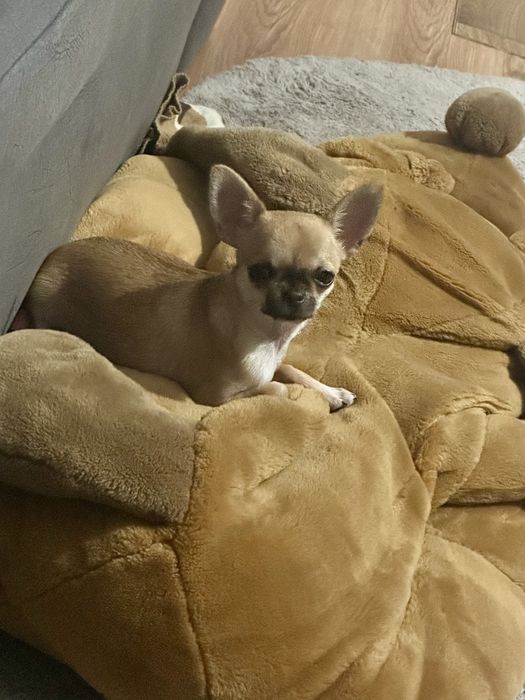 Чихуахуа мини момиче