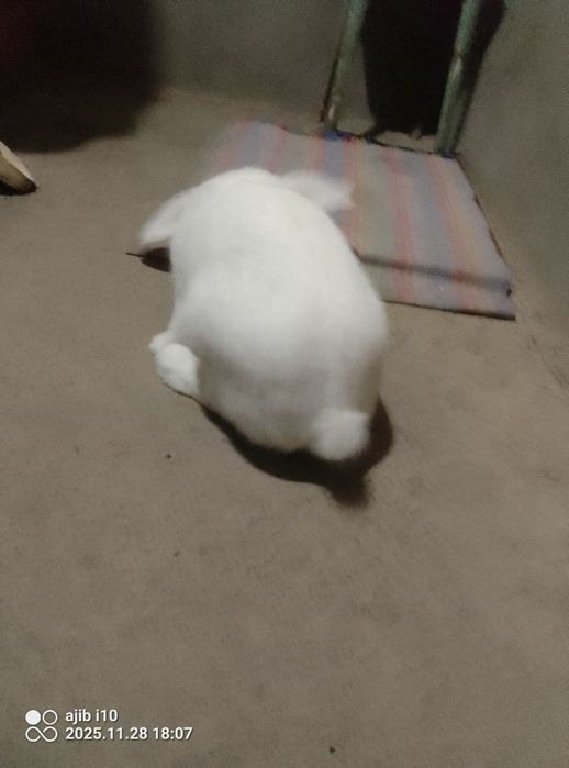 Quyon sotiladi erkak