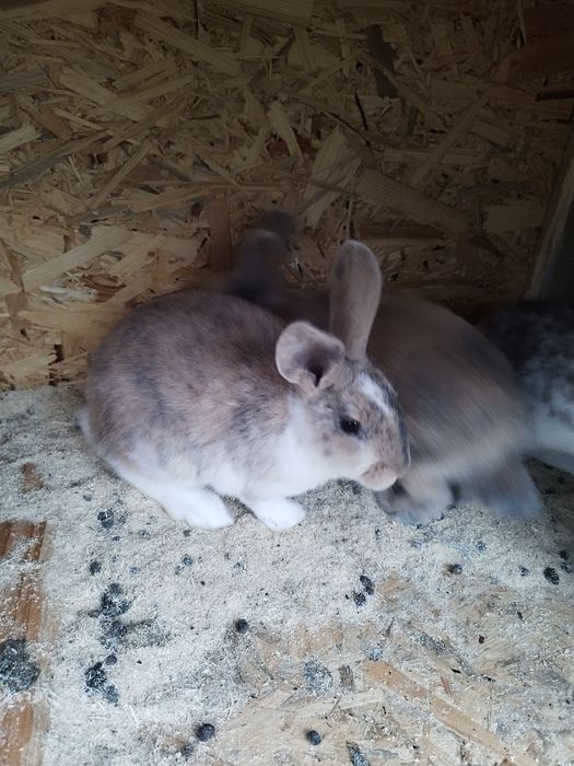 Iepuri de agrement. Prietenul  ideal pentru cei mici