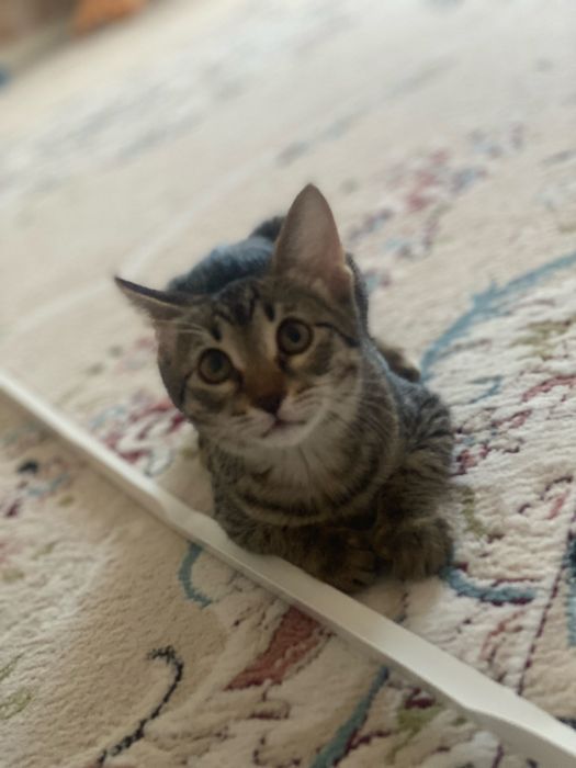 Котенок около 7 месяцев