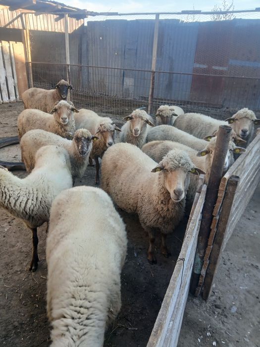 Vând 13 oi bune de ținut