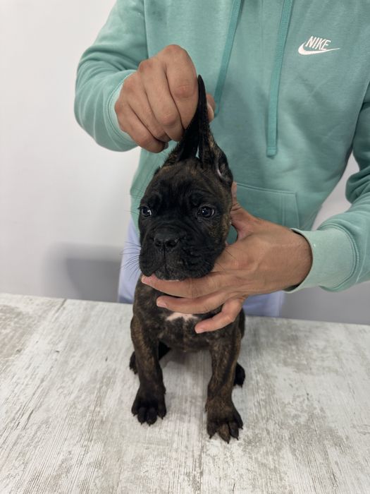 Cane corso cu pedigree!!