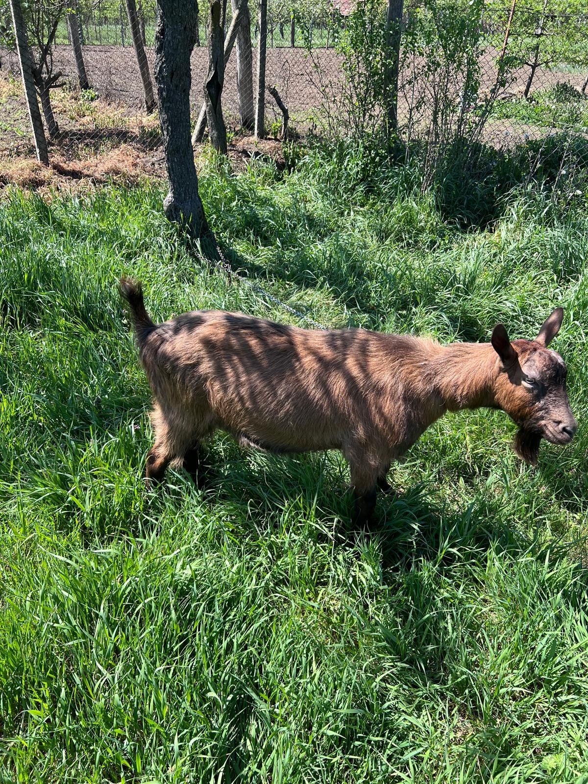 Vând Țap alpin francez