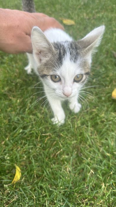 Donez pisicuta jucausa