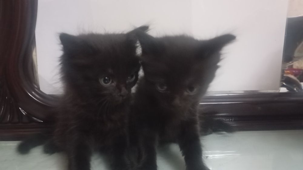 Сиамский   кошки