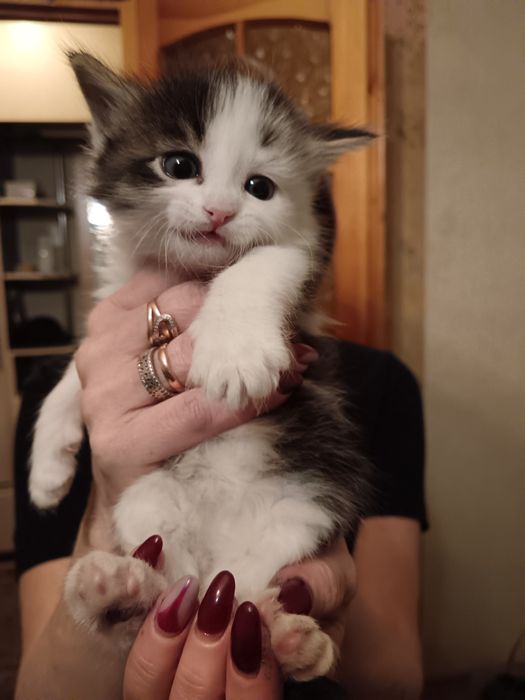 Отдам котят в добрые руки
