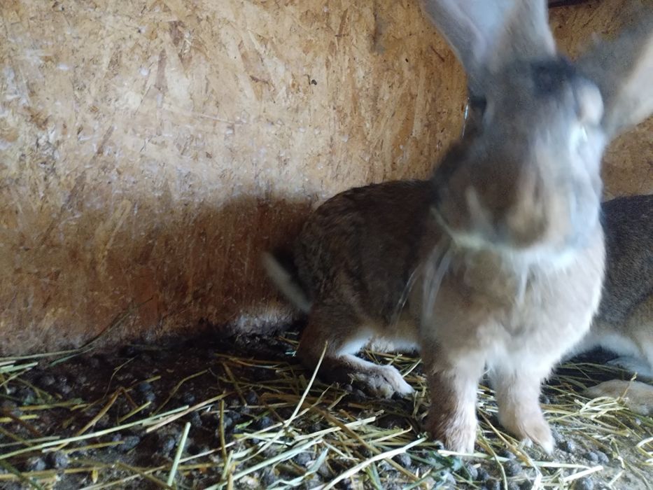 Vand iepuri  varsta 6 luni