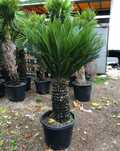 photinia, photinia, artar, pin mugo, palmier cycas, enuper cedru