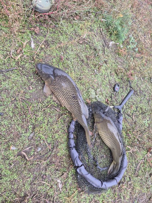 Шаран от 2кг до 3кг