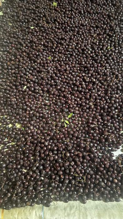 Боярышник, домашний