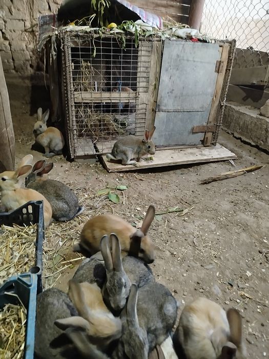 Кролики Quyon sotiladi