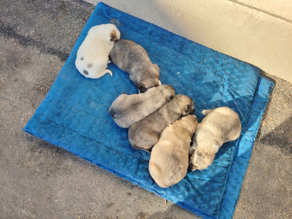 Щенки алабая продаются