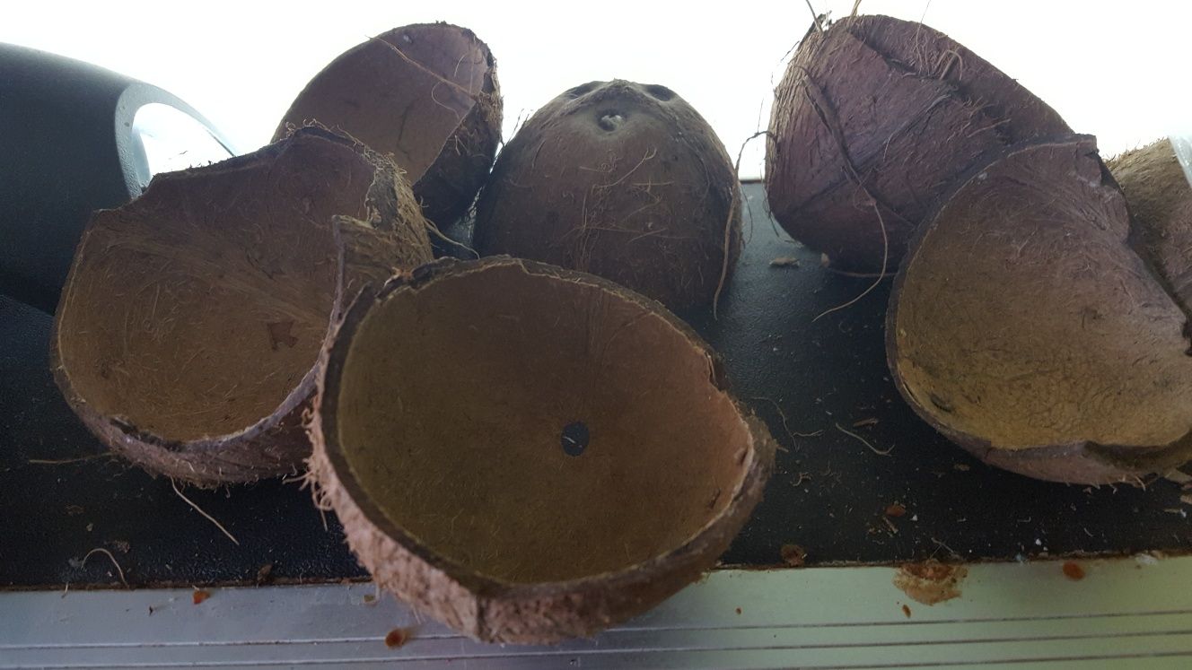Продам черепки кокоса