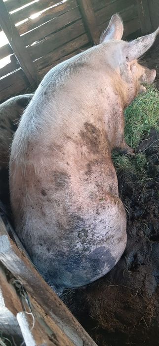 Baloți de lucernă rotunzi de vînzare