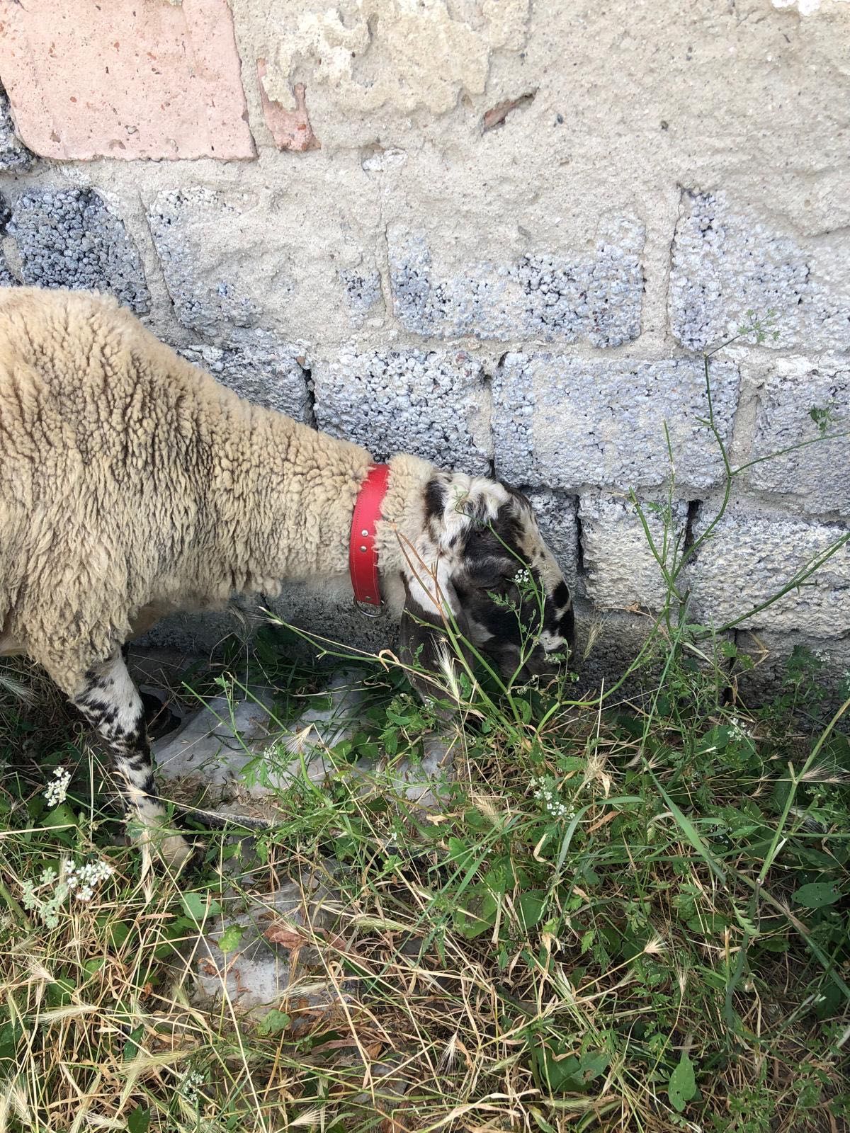Vand oi carabese , capre anglonubiene si iezi .