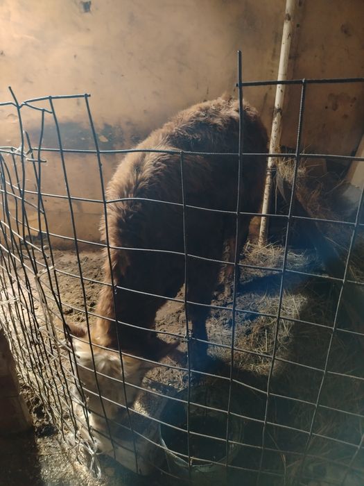 Бычек бар жемде тур 350мын