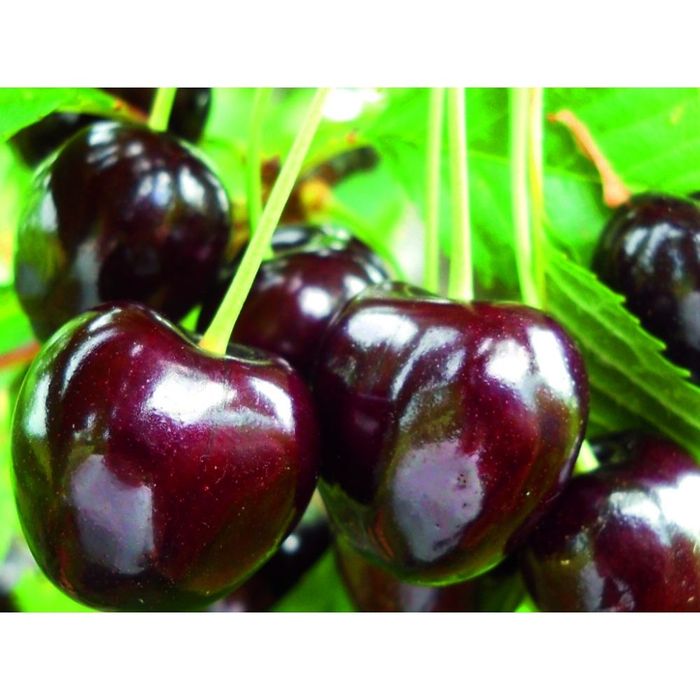 Cireş negru amar soiul Regele Negru