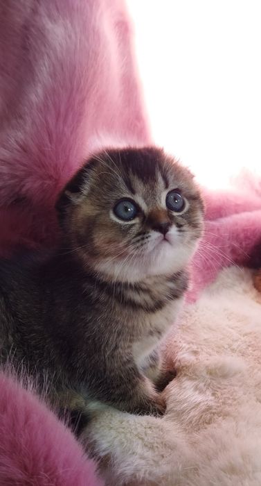 Шотландский котёнок Фолд